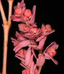 Image result for Euphorbia guerichiana