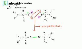 The partial double bond character of peptide bond, prevent free rotation of polypeptide chain. Polypeptide Formation Youtube