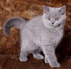 British Shorthair Breeders Australia British Shorthair Kittens For Sale British Shorthair Kittens British Shorthair British Blue Cat