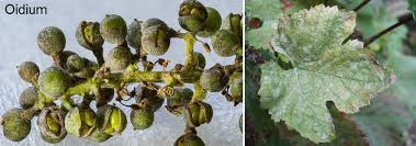 Image result for peronospora grapevine