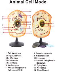 Younger students can use the animal cell worksheets as coloring pages. Gelsonlab Hsbm 388 Plastic Animal Cell Model Anatomically Accurate Cell Model Anatomy For Science Classroom Study Medical Model Buy Animal Cell Model Animal Cell Anatomical Model Animal Cell Plastic Model Product On Alibaba Com