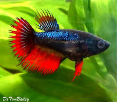 12 types of betta fish.betta fish are well known for their beautiful tails & fins. Red Blue Female Crowntail Betta Featured Item Red Blue Female Crowntail Betta Fish Petfish Aquarium Aqua Betta Fish Types Aquarium Fish Betta Fish