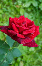 In this post, you'll learn everything there is to know, including when, how much i accidentally watered my indoor plants with a bottle of water that i had mixed benefiber in. Red Rose With Water Drops In My Garden Stock Photo Picture And Royalty Free Image Image 8110306