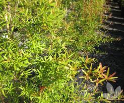 Image result for Leptospermum petersonii