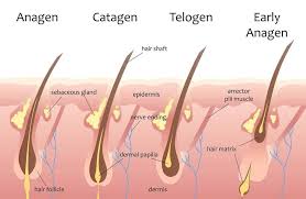Your facial hair growth depends on a number of factors. Does Shaving Make Hair Grow Faster Big Beard Myth Explained Beardoholic