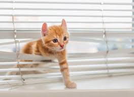 Because of its pasty consistency and it very concentrated. Tips For Kitten Proofing Your Home Petmd