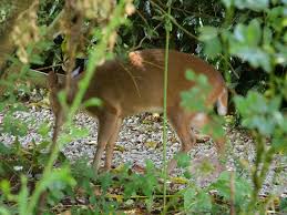 Her favorite new food she has tried is banana a rescued muntjac deer has learned to use a dog flap to get into its owner's house. Muntjac Deer In Bookers Garden Picture Of Bruern Cottages Chipping Norton Tripadvisor