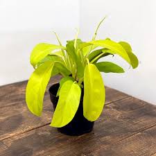 Philodendron Malay Gold In 2020 Philodendron Plant Philodendron Plants