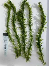 Image result for Elodea
