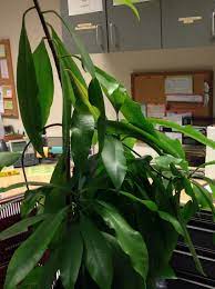 These are house plants that can be maintained in office environments and are the easiest to keep looking good over a long period of time. What Is This Large Houseplant With Long Oval Leaves Gardening Landscaping Stack Exchange