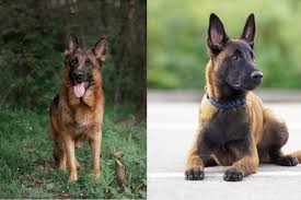 The belgian tervuren has long hair and a sable coat. Belgian Malinois Vs German Shepherd Everything You Need To Know Perfect Dog Breeds