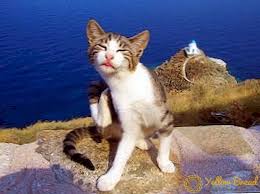 Kediler Icin Pire Urunleri Evde En Etkili Ilac Sprey Hap Ve Diger Ev
