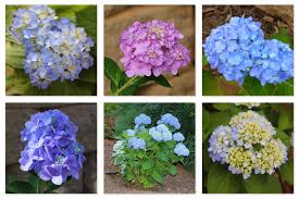 Cheryls 2 Cents Worth Chart Of 27 Types Of Hydrangeas