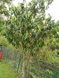 Image result for Aidia