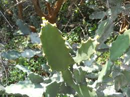 Image result for Argomuellera