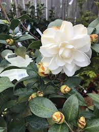 Swan Lake Camellia Landscape Projects Swan Lake Plants