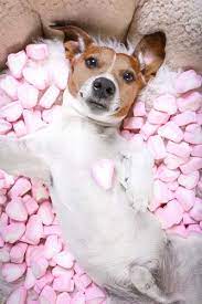 We did not find results for: Marshmallows For Dogs 101 Can Dogs Eat Marshmallows