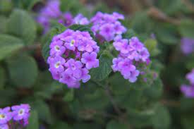 Lantana Flowers Flower Garden Plans Making Plant Pots Lantana