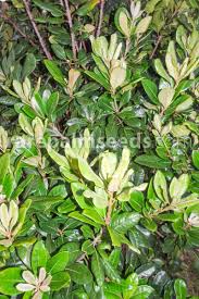 Image result for Eriospermum porphyrium