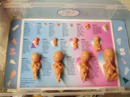 The baby begins to form a substance called meconium, which is the first bowel movement. Pin On Premature Babies Loss