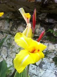 26 Jamaican Flowers Ideas Flowers Jamaicans Plants