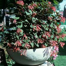While hardy fuchsias are relatively easy to care for, a little extra attention can help them become even more beautiful and healthy plants. Fuchsia Gartenmeister Sugar Creek Gardens