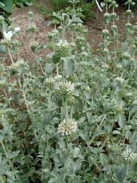 Image result for Achyrospermum micranthum