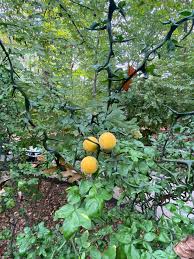 Image result for Citrus trifoliata