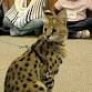 Wildlife Safari