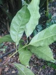 Image result for Inhambanella