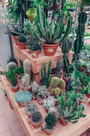 Remember to like and subscribe if you want to see more! A Comprehensive Guide For Plant Lovers In Berlin Iheartberlin De