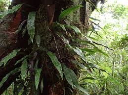 Image result for Loxogramme latifolia