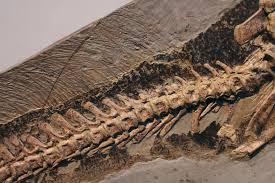 I can't believe I saw this original Psittacosaurus specimen at the  @senckenbergworld in Frankfurt. The fossil features some truly spectacular  details. Preserving not only an almost fully articulated specimen, but also  preserving