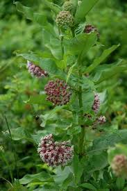 Image result for Asclepias aurea