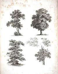 Artistic Black And White Tree Drawings Botanical Low Color 2 Tree Sketches Botanical Drawings Tree Drawings Pencil