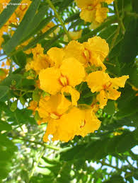 Image result for Tipuana