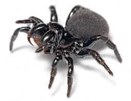 Black And White Spider Texas Poisonous Printable Spider For Preschool Starlight Bible Story Day 3 Spider Spider Bites Funnel Web Spider