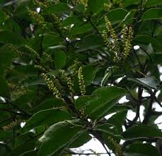 Image result for Shirakiopsis