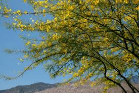 Image result for Parkinsonia aculeata