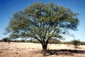 Image result for Acacia grandicornuta