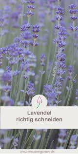 Lavendel Richtig Schneiden Lavendel Pflanzen Garten Lavendel Garten Pflanzen
