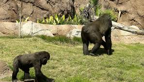 He environment element aims to protect the natural, scenic and ecological resources of dallas by identifying, preserving and enhancing important natural resources and ensuring that the city's natural and built environments are consistent with the forwarddallas! How To Build Natural Habitats For Animals At Zoological Parks