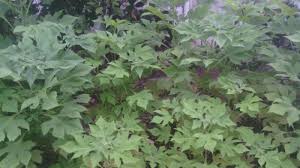 Daun insulin (smallanthus sonchifolius) adalah tumbuhan yang mampu mengontrol kadar gula dalam darah. Daun Ini Ampuh Obati Diabetes Bisa Kalahkan Obat Dokter Bangka Pos