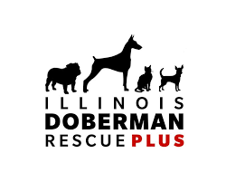 Maywood, illinois 60153 doberman puppies are here they will be ready for a home approximately middle of may. Illinois Doberman Rescue Plus Home Facebook