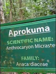 Image result for Antrocaryon