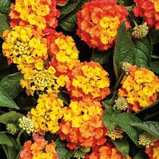 Image result for Lantana angolensis