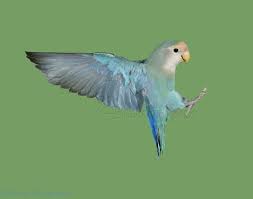 Peach-faced Love Bird landing photo WP02235