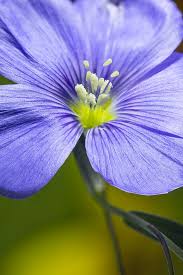 Image result for Linum usitatissimum