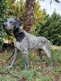 Rayo (Pointer de Alcatea) y el viento fresco de las becadas. | Facebook