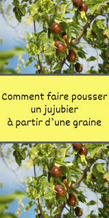 Comment Faire Pousser Un Jujubier A Partir D Une Graine Graine Comment Faire Cultiver